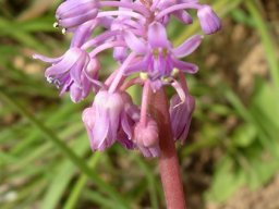 Ledebouria monophylla flowers